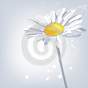 Camomile flower. Summer background.