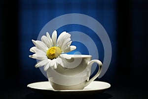 A camomile flower with water drops in a teacup on a blue background. Narrow zone of sharpness.