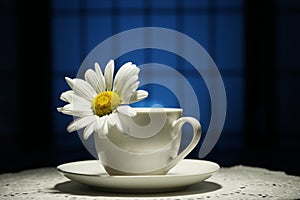 A camomile flower with water drops in a teacup on a blue background. Narrow zone of sharpness.