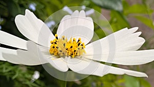 Camomile flower , white leaf , yellow Spittle , tele zoom Ùˆ green background ,