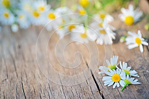 Camomile flower on wood