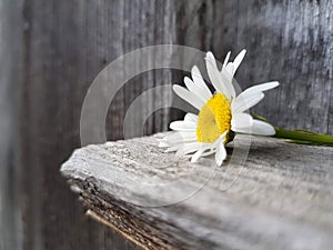 Camomile flower on the wooden background, close up view, selective focus