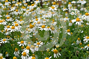 Camomile flowers