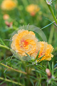 Camomile flowers