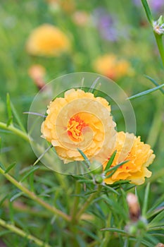 Camomile flowers