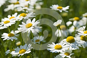 Camomile flowers