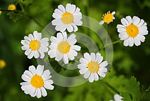 Camomile flowers