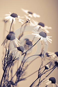 Camomile flowers