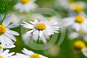 Camomile flowers