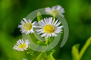 Camomile flowers on abstract fantasy background of green meadow