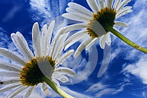 Camomile flowers on background of blue sky