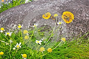 Camomile flowers and a barnacle trace, Doolin, Ireland