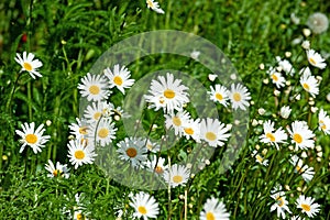 Camomile flowers blossom in the garden