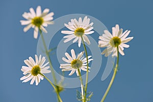 Camomile flowers on blue sky background