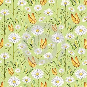 Camomile flowers and butterflies illustration