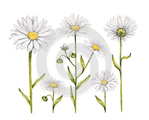 Camomile flowers collection