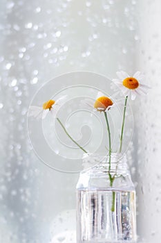 Camomile flowers in a glass vase in front of a rain covered window