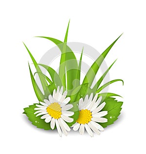 Camomile flowers with grass on white background