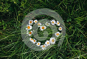 Camomile flowers are lying on the grass in the form of heart. Green photo summer concept. Nature love idea