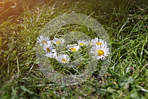 Camomile flowers are lying on the grass in the form of heart. Green photo summer concept. Nature love idea