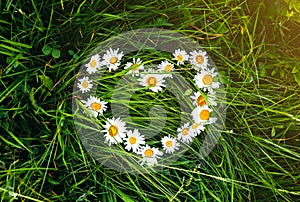 Camomile flowers are lying on the grass in the form of heart. Green photo summer concept. Nature love idea