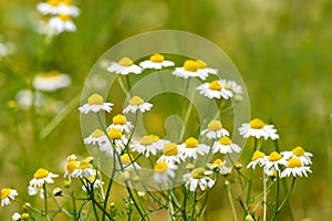Camomile flowers on nature background