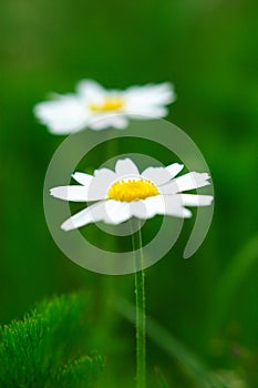 Camomile flowers pair