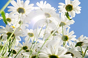 Camomile flowers on wide field