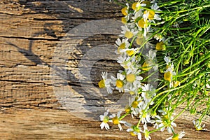 Camomile flowers on wooden background