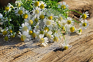 Camomile flowers on wooden background