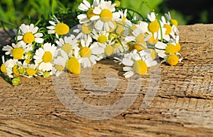 Camomile flowers on wooden background