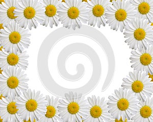 Camomile frame