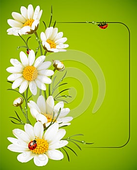 Camomile frame