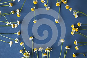 Camomile frame on a blue wooden background