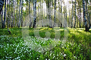 Camomile glade in birch forest