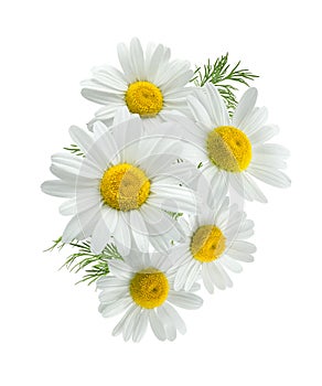 Camomile group 2 isolated on white