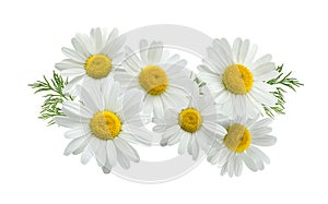 Camomile group long isolated on white