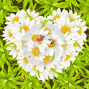 Camomile Heart, ladybugs and seamless background