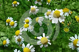 Camomile herb photo