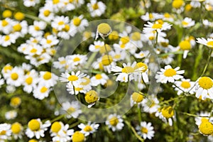 Camomile herb in nature photo