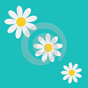 Camomile icon. White daisy chamomile set. Diagonal line. Cute flower plant collection. Love card. Simple shape sign symbol.
