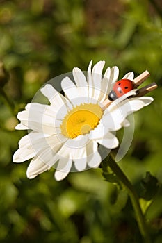 Camomile with a ladybird