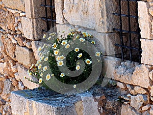 Camomile Or Matricaria Chamomilla