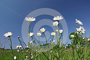 Camomile meadow