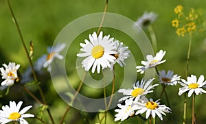 Camomile on the meadow grows on a green summer background