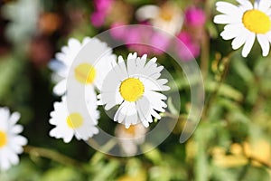 Camomile on the meadow grows on a green summer background