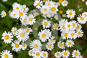 Camomile or ox-eye daisy meadow top view background