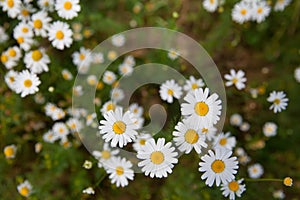 Camomile or ox-eye daisy meadow top view background