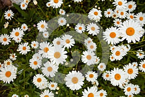 Camomile or ox-eye daisy meadow top view background