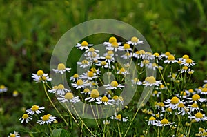 Camomile pharmaceutical very useful plant